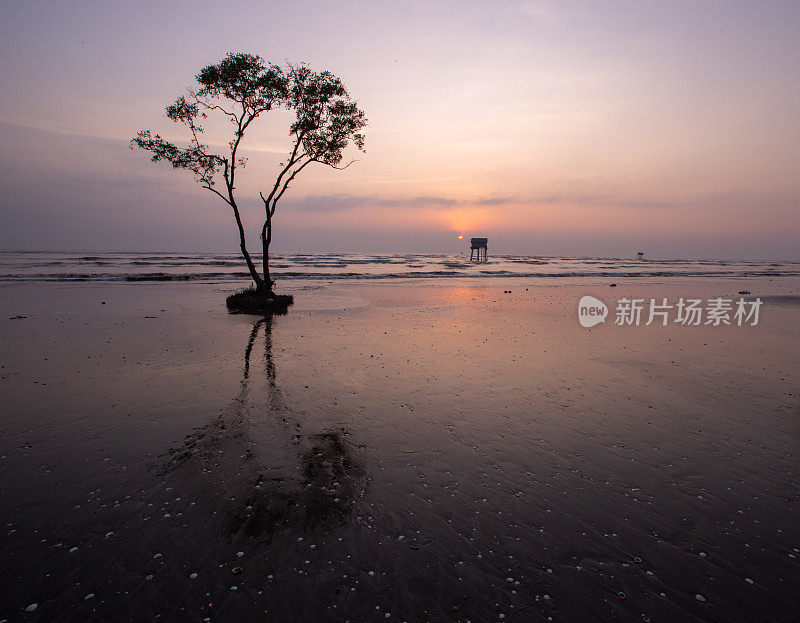 黎明时孤独的栎树，天江省Tan Thanh海滩